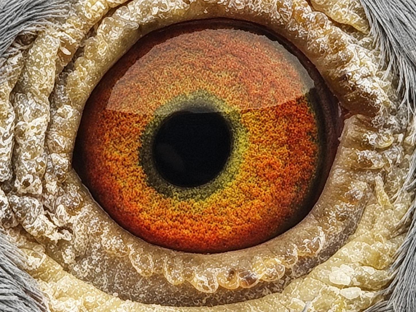 Pigeon eye